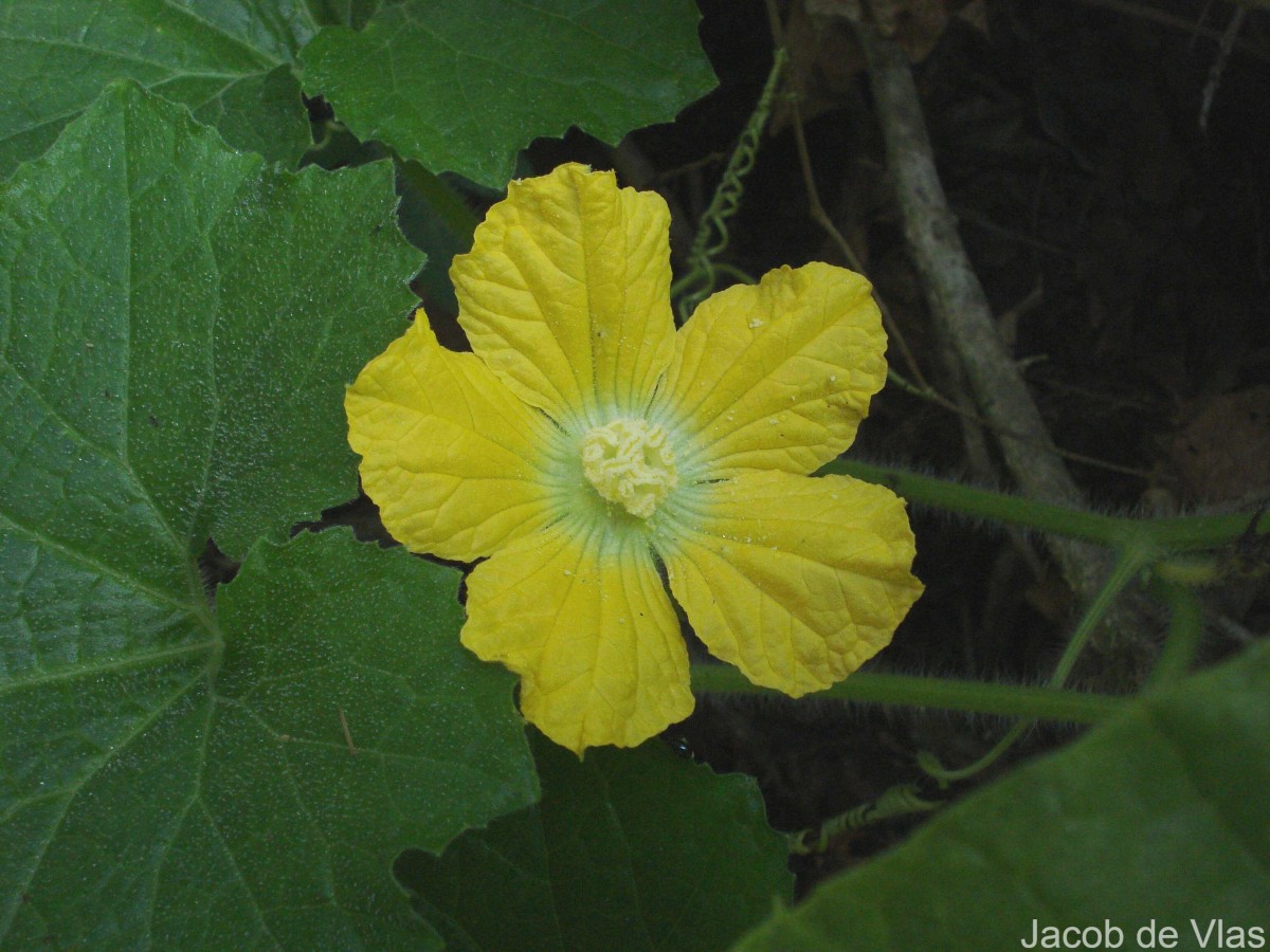 Benincasa hispida (Thunb.) Cogn.